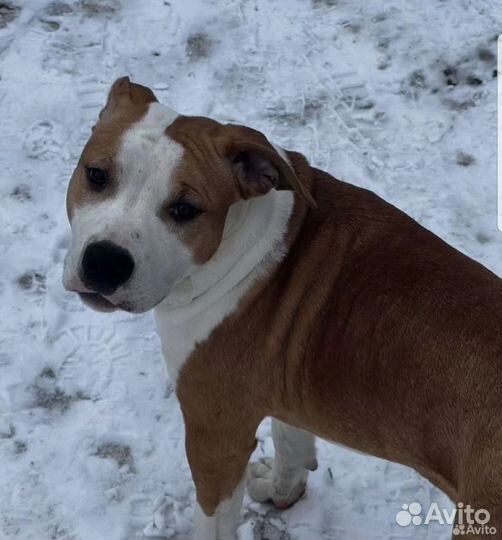 Стаффордширский терьер