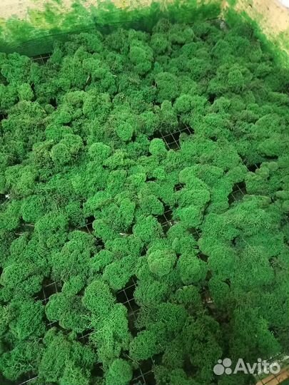 Стабилизированный мох