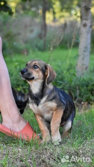 Щенки бесплатно