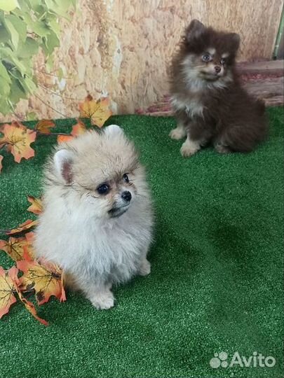 Щенки шпица