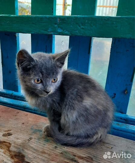 Котенок (4 месяца)