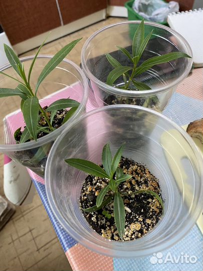 Олеандр махровый розовый