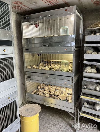 Перепелиная ферма