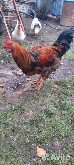 Петухи