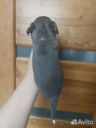 Мальчик Чихуахуа гш