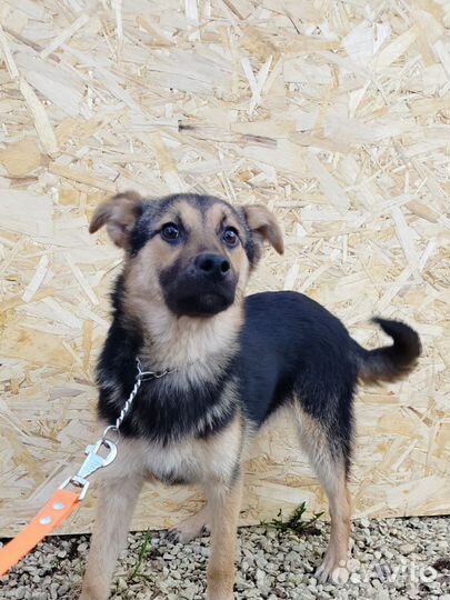 Щенуля в добрые руки