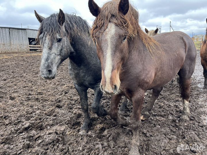 Жеребцы на племя
