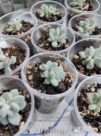 Пахиверия пахифитоидес