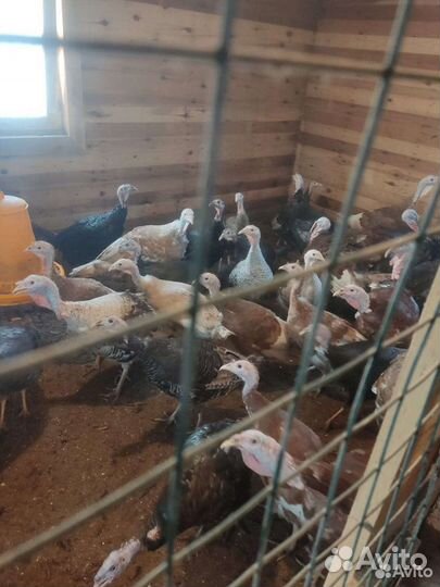 Инкубационное яйцо индейки