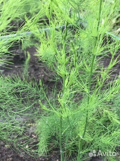 Спаржа царская в сад и на стол