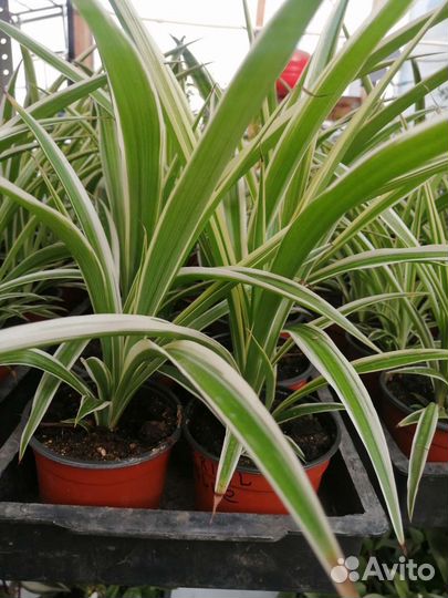 Зебрина, Дихондра, Каллизия, Хлорофитум, Хедера