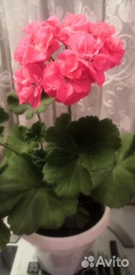 Герань пеларгония розебудная