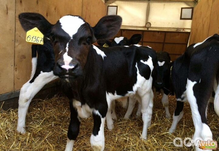 Телята бычки