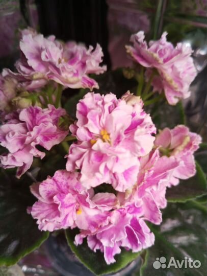 Фиалка ле- Айседора