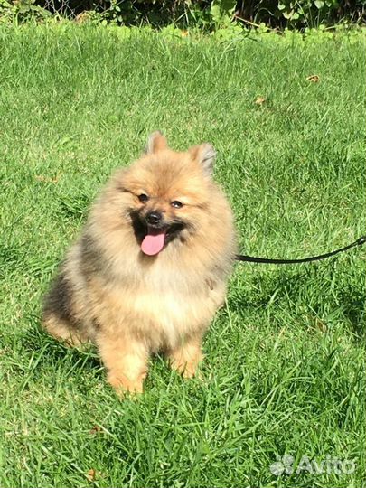 Передержка собак мелких и средних пород