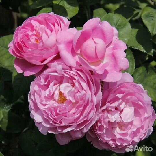 Розы многолетки саженцы 14 сортов