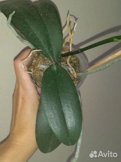 Орхидея фаленопсис