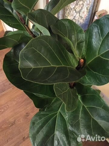 Фикус лировидный