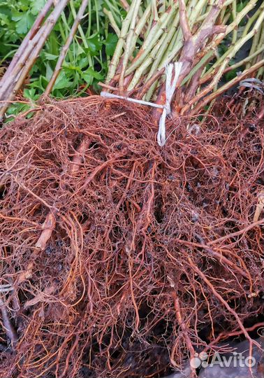 Саженцы, плодовые культуры, декоративные растения