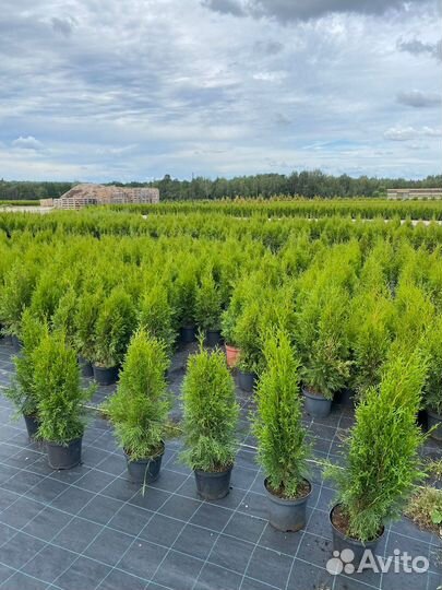 Туя Смарагд 80 см