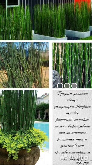 Хвощ зимующий