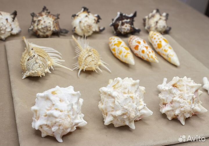 Морские ракушки раковины от120-150р