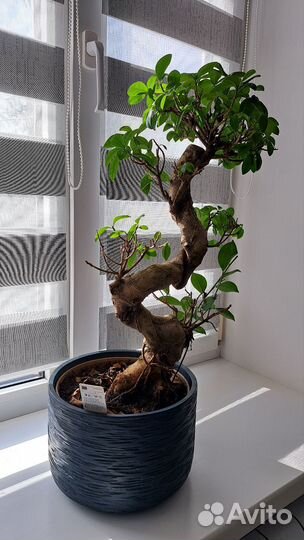 Дерево бонсай живое