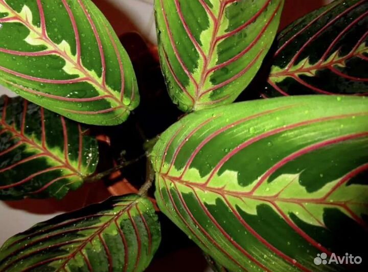 Маранта триколор