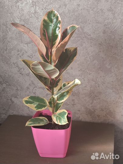 Фикус эластика Белиз 3-цветный