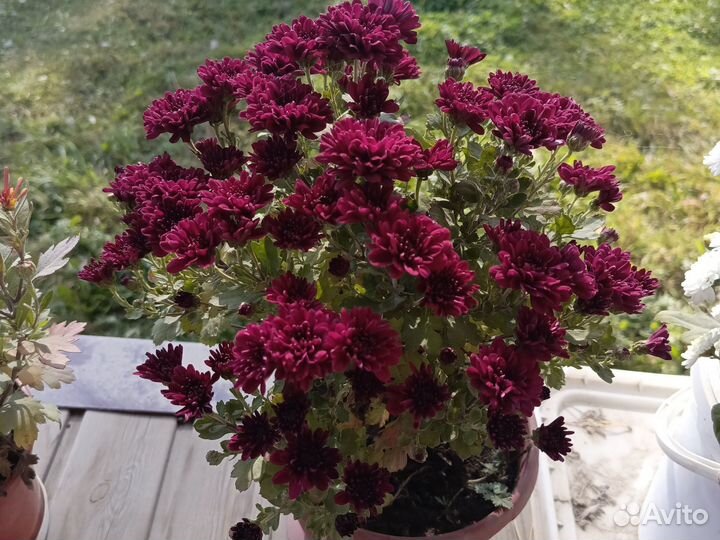 Хризантемы мультифлора