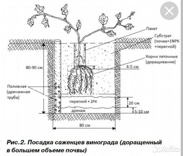 Саженцы винограда