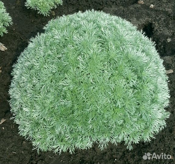 Декоративная полынь (божье дерево)