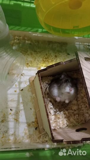 Джунгарский хомяк с клеткой