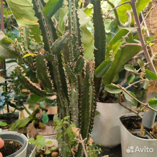 Молочай трехгранный