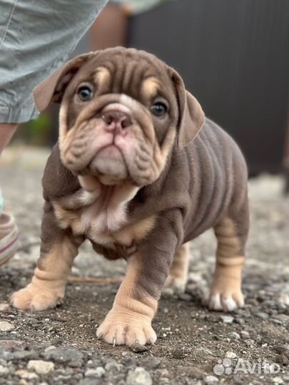 Английский бульдог