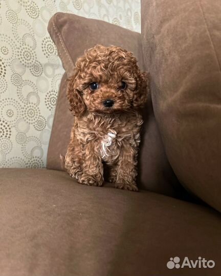 Мальтипу мини микро ф1