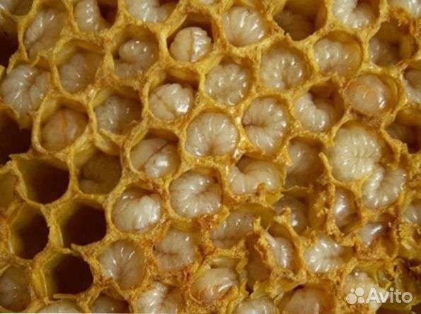 Трутневый гомогенат, трутневое молочко