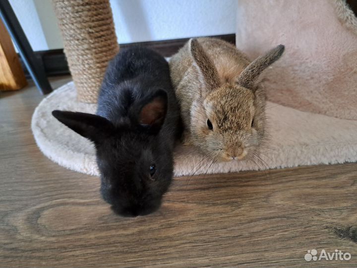 Декоративный карликовый кролик чёрный