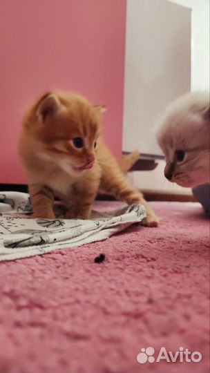 Котята в добрые руки Зеленоград