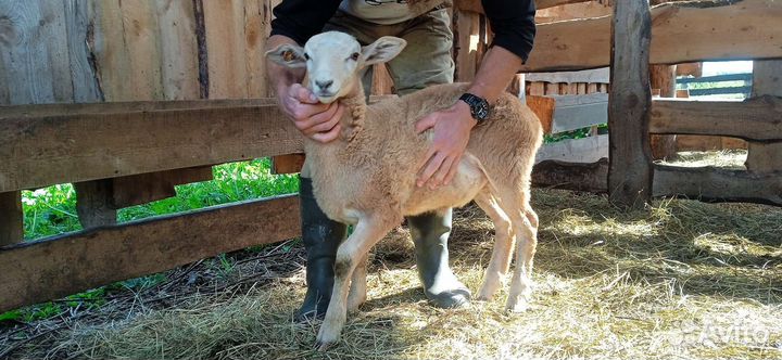 Катумский баран