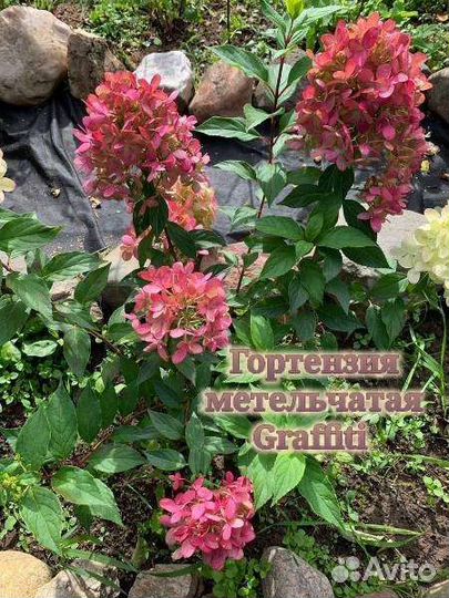 Гортензия
