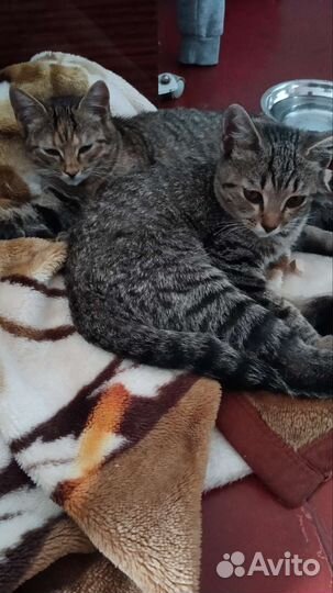 Кошки в добрые руки бесплатно