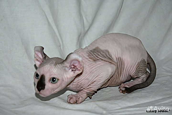 Которебенок мальчишка эльф