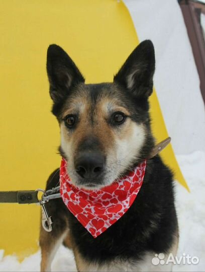 Верба никогда не знала человеческого тепла