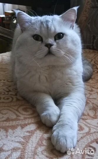 Кот для исполнения мечты вашей кошечки
