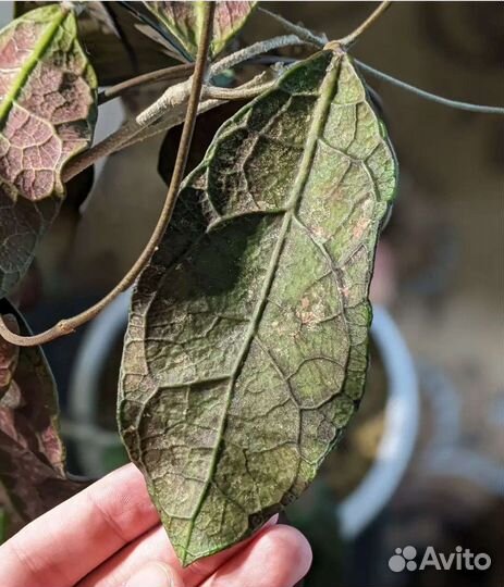 Хойя sp. Lata Iskandar A, Хойя компакта регалис