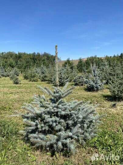 Ель голубая глаука