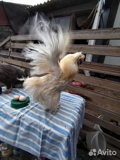 Петухи китайские шелковые