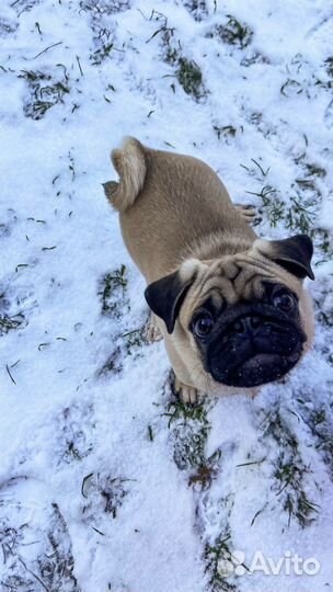 Мопс вязка ценна договорая