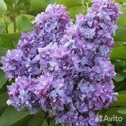 Вишня войлочная